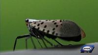 Invasive spotted lanternfly seen in New Hampshire for first time