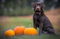 End of Summer Warning About Pets from New York State