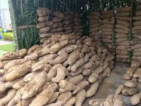 "new Yam Festival; A Cultural Practice That Promotes Social Dev.", Ebon