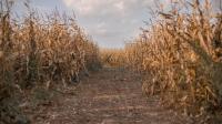 Corn Cob Junction set to return with new maze design and swag