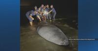 Florida firefighters help stranded manatees