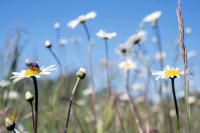 Checking Pollen Forecasts Daily Is Now Prescribed Medical Advice for Allergy Sufferers