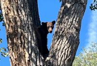Hot and hungry, bears are beginning to wander into Denver. Expect to see more