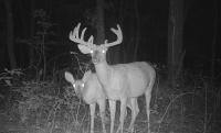 Tips for legal spotlighting deer in Pennsylvania fields