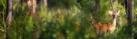 Planning & Establishing Wildlife Food Plots
