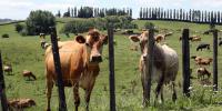 #national: Search Begins for Aotearoa’s Best: Ahuwhenua Trophy Opens 2027 Dairy Competition