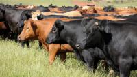 Mississippi cattle farmers ‘angry’ with Trump over plan to import foreign beef