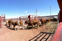 Cattle groups urge Trump to reconsider beef import tariff waiver