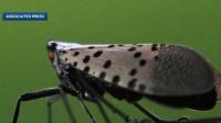 Spotted lanternflies detected in Salem, New Hampshire