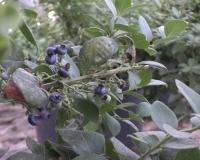 Palestinian agronomist pioneers local blueberry cultivation in northern West