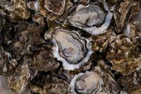 Irish and Norwegian Oysters Carry Genetic Mismatch Risk in North Sea Restoration