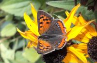 Small Copper Butterfly Arrived Three Weeks Early: Dutch Summer 2026 Resets Insect Calendar