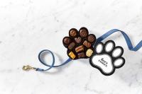 Where to find freebies for Fido on International Dog Day