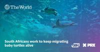 South Africans work to keep migrating baby turtles alive