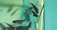 Climate Change May Halve Omega‑3 Fatty Acids in Fish and the Organisms They Eat
