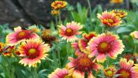 This Heat-Loving Flower Blooms Into Fall, Needs Little Attention, and Wildlife Love It