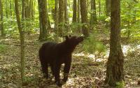 Scientists Uncover Environmental Cues Behind Bear Hibernation