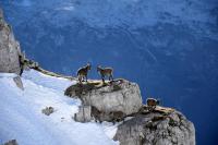 Mountain Goat Kid Killed by Dog on Popular Montana Trail