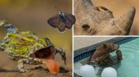 First look at Wildlife Photographer of the Year entries - from black bear taking a dip to bullfrog's near miss