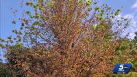 Oklahoma trees show early leaf loss due to drought and heat
