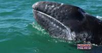 Environmental Groups Threaten NOAA Lawsuit After Catastrophic Gray Whale Mortality Event