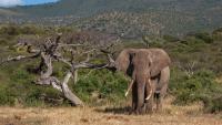 A walking safari through Chyulu Hills Rainforest in Kenya