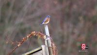 Manomet connects bird research with environmental education