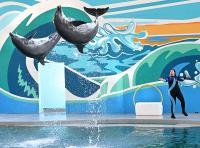 Researcher joins PETA’s call for dolphins to move to seaside sanctuaries