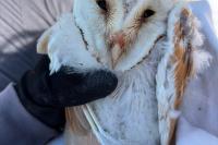 ‘Bounty of barn owl chicks’ born in Northern Ireland