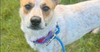 Ozaukee County Pet of the Week: Brittnee