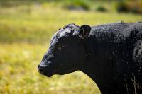 Montana ag groups hammer Trump beef imports