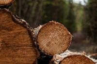 Court Gives Green Light to Big Montana Forest Initiative