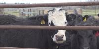South Dakota Ag Leaders, Politicians Clash Over President Trump’s Foreign Beef Import Deal