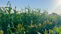 Texas Tech Determined to Accelerate Crop Improvement and Commercialization