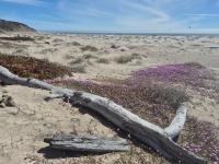 Dan Haifley, Ocean Currents | Santa Cruz County’s Measure D and the Blue Wall