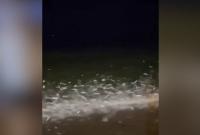 WATCH: Thousands of sardines leap onto Algerian beach in strange phenomenon