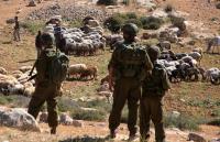 Israel is exporting its West Bank land seizure model to colonize new territory in Syria, using 140 cattle to do it