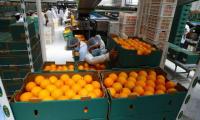 21 New Markets in Six Months: How Egyptian Fruit Reaches the World