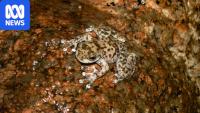 Environmental DNA shows some frog species bouncing back from fungus