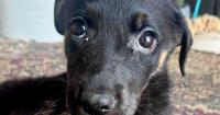 Puppy found with skull, leg fractures after being abandoned in Louisville recycling bin