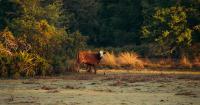 Florida cattle ranchers criticize Trump's beef import plan