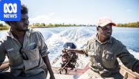 Indigenous rangers fear for culturally important birds as bird flu spreads