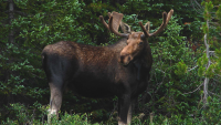 UNM anthropologist helps trace moose history and impacts wildlife planning