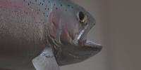 Minnesota DNR stocks fish pond ahead of state fair