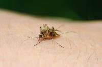 There are no reported Cases of West Nile Virus in the Federation of BiH