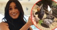 EXCLUSIVE: Meghan Markle Mocked Over 'Eggxit' as She Leaves Chickens Behind for UK