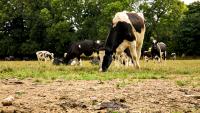 What are the alternatives for drought-stricken farms?