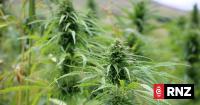 Industrial hemp sector wants more seed in the ground across New Zealand
