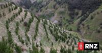 Time to take forestry out of the emissions trading scheme - environment watchdog
