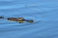 Florida family wakes to nearly 8-foot alligator lounging by basketball hoop in backyard pool